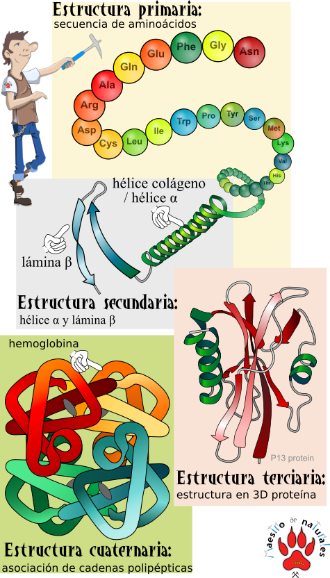 Tema 44 Niveles Estructurales De Las Proteínas 2409